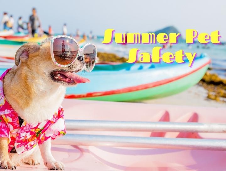 Summer Safety Tips for Dogs