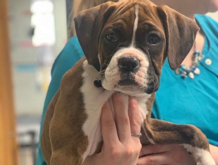 How Much Is A New Puppy Exam