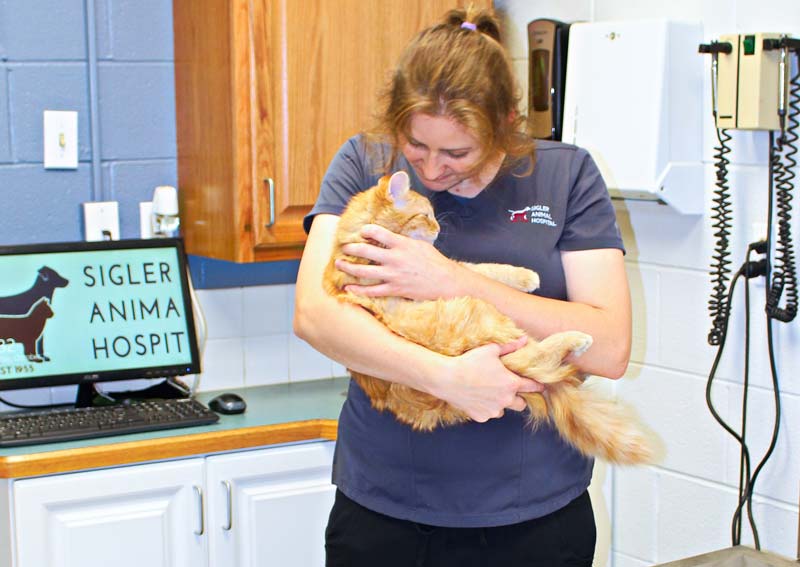 Cat Veterinary Care, Akron OH