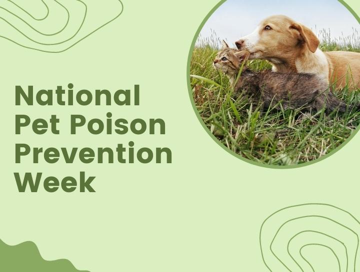 Pet Poison Prevention